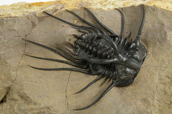 Insane Dicranurus Trilobite - Large, Prone, No Restoration #310631
